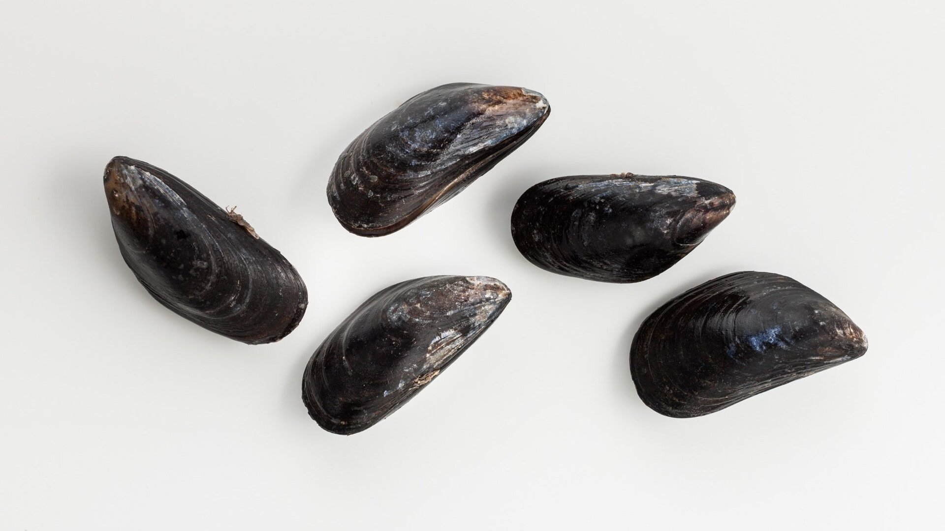 Mussels Whole Shell 1kg