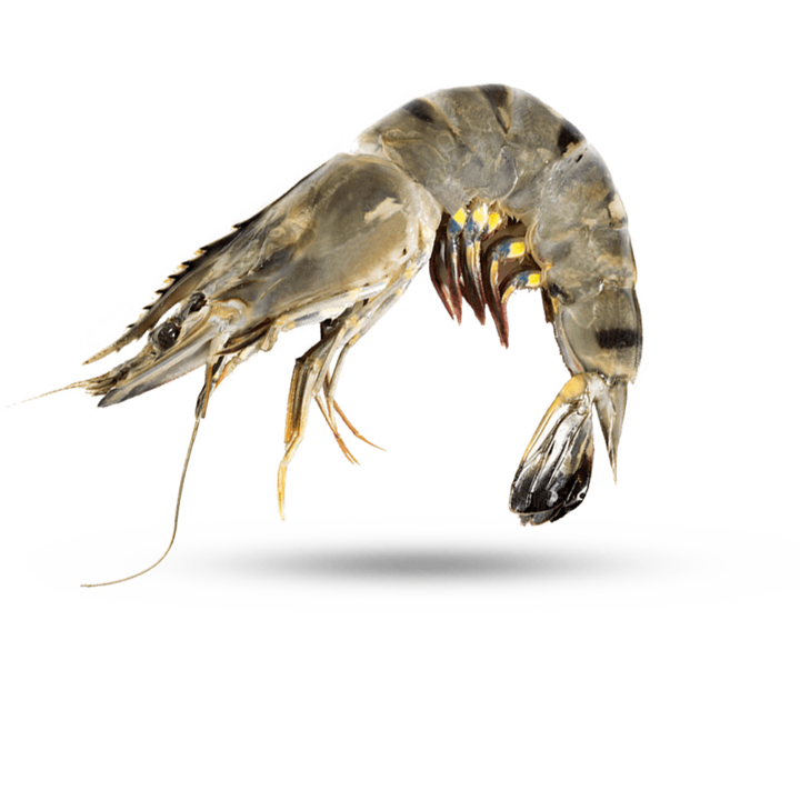 Tiger shrimp with head 16/20 1kg